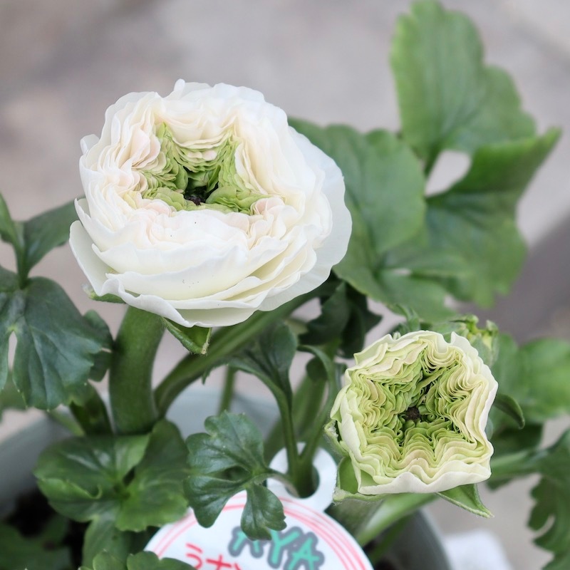 画像(ラスト7枚)の現品!! 綾園芸さんのラナンキュラス「ウピス」【5号