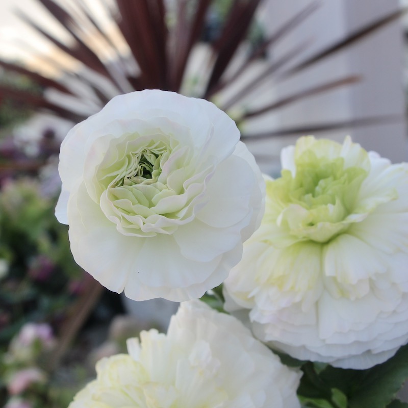 画像(ラスト7枚)の現品!! 綾園芸さんのラナンキュラス「ウピス」【5号