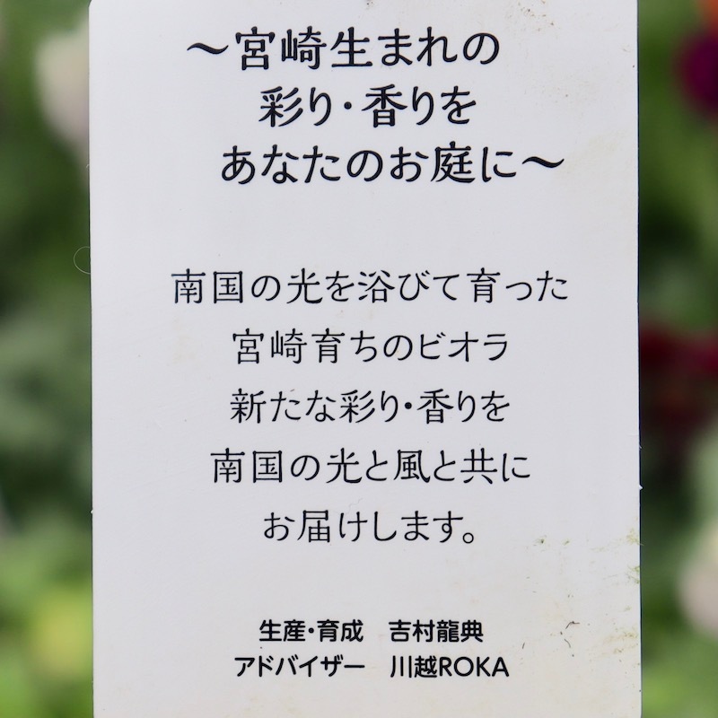 画像の現品1点限り!!吉村さんの花首のより長いビオラ「君待ち」SP-7