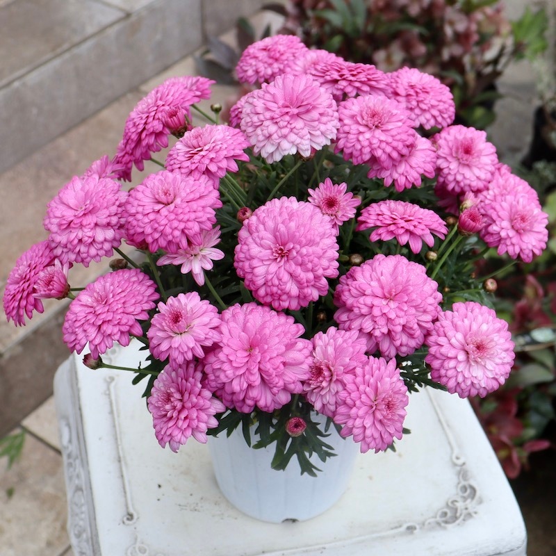 残り僅か☆2024年新品種!!PWブランドのマーガレット「サクラスフレ」