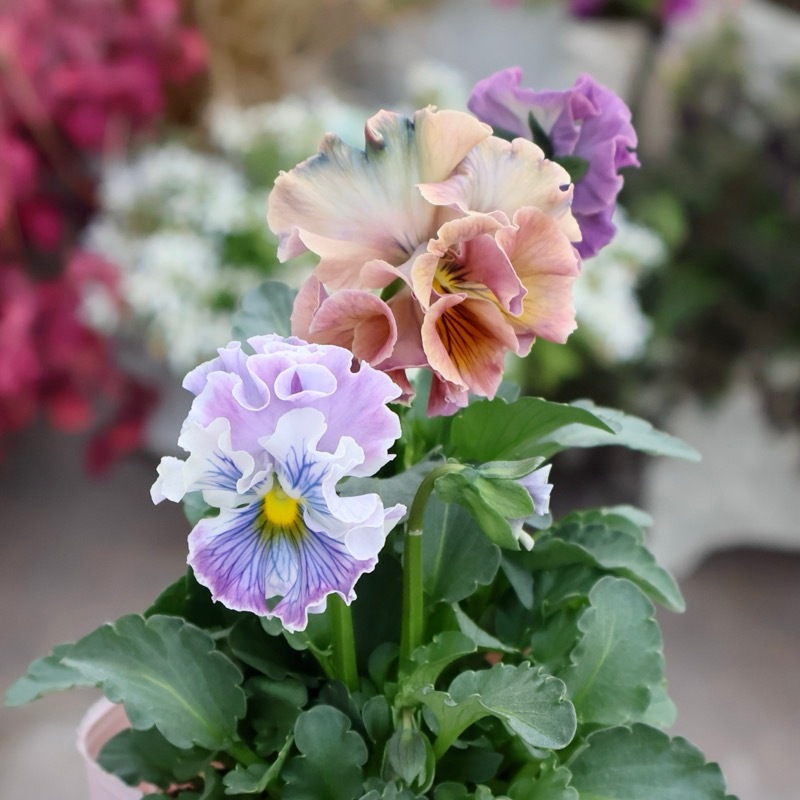 画像の現品1点限り☆Rガーデンさんのアンティークフリルパンジー