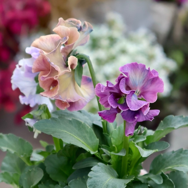 画像の現品1点限り☆Rガーデンさんのアンティークフリルパンジー