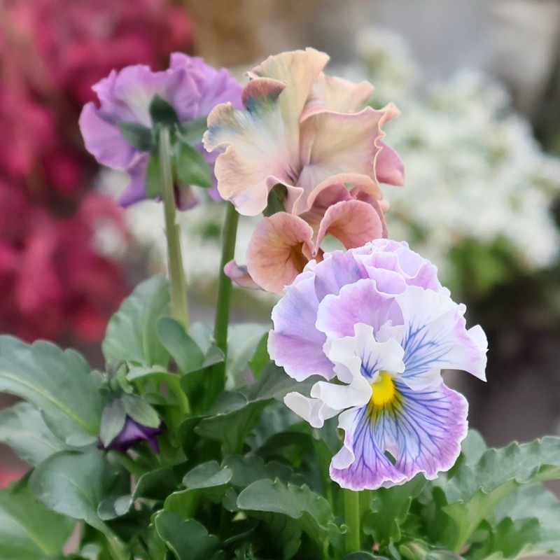 画像の現品1点限り☆Rガーデンさんのアンティークフリルパンジー