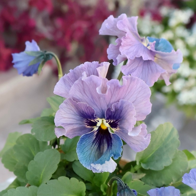 ビオラ 40cm 希少】 石川園芸さんビオラ 『レディ』 3寸POT