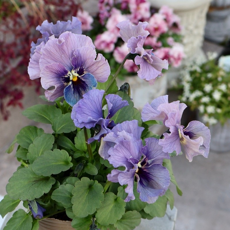 画像の現品1点限り》石川園芸さんのビオラ「レディ」＜25SP01＞