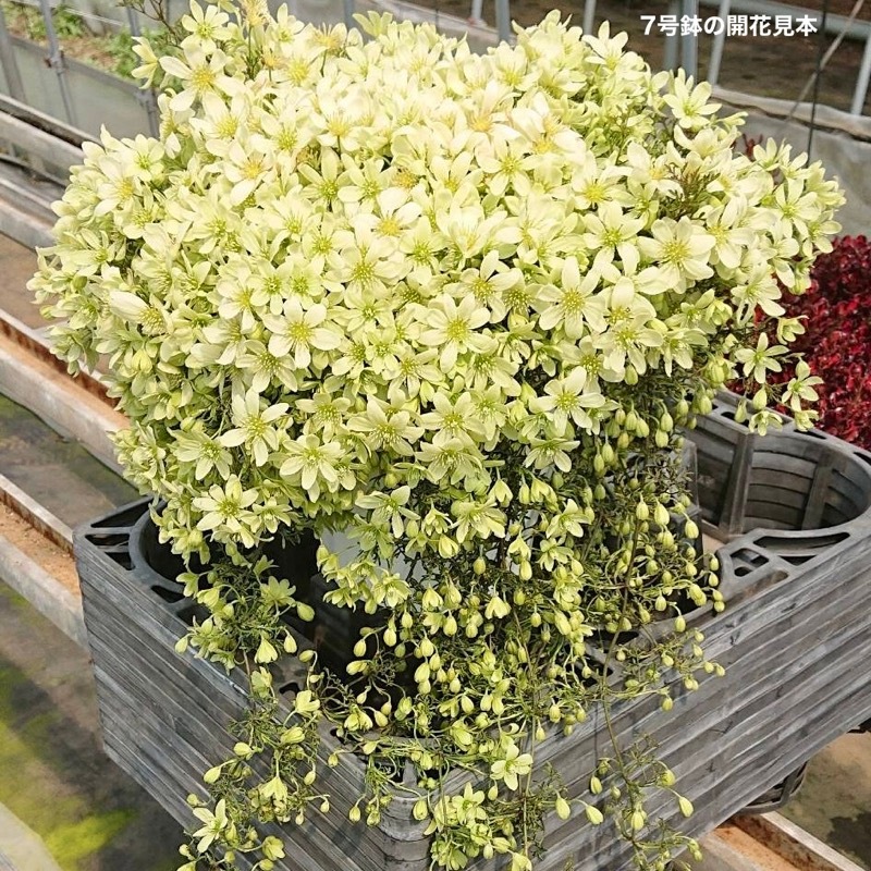 ラスト!!《直径50センチ超の画像の現品》蕾溢れる希少な巨大7号鉢