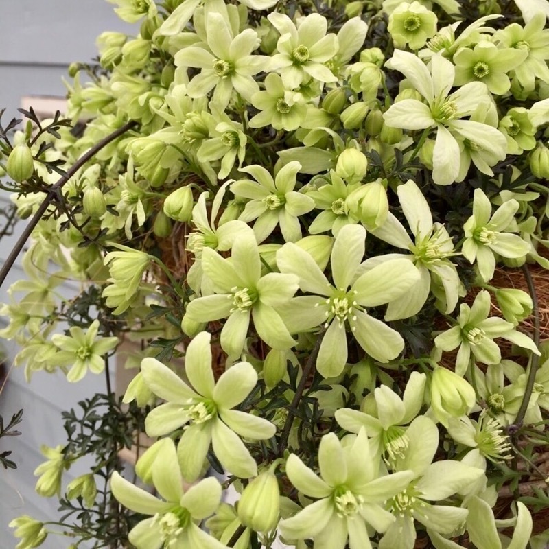 ラスト!!《直径50センチ超の画像の現品》蕾溢れる希少な巨大7号鉢