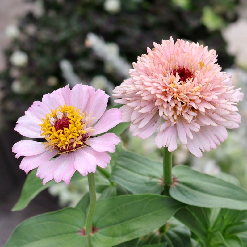 2本植え♪八重咲きジニア・シンデレラ「ライラック」