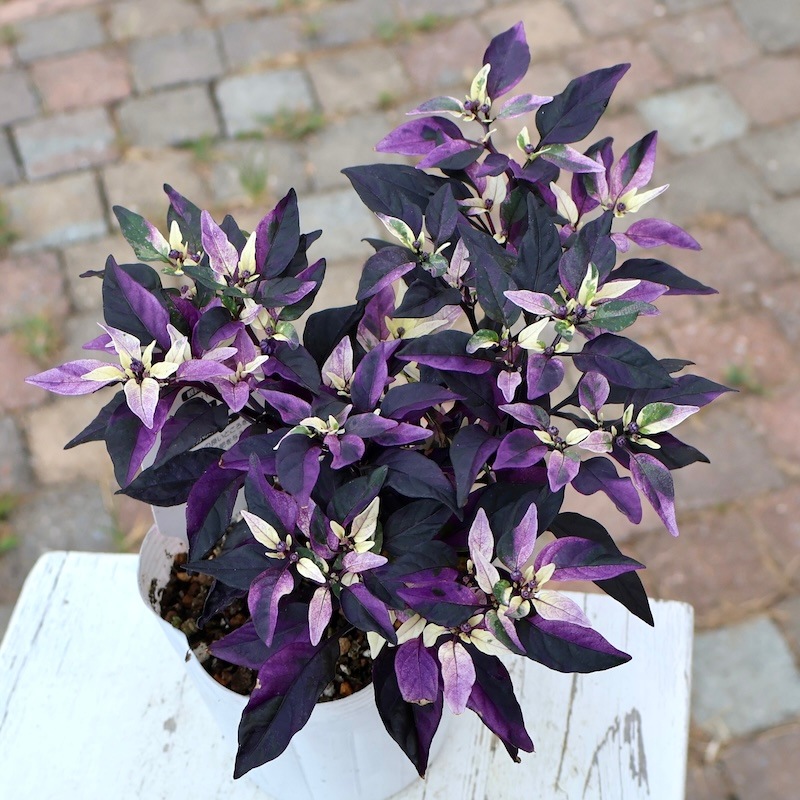 このパープル発色苗が入荷♪観賞用トウガラシ「パープルフラッシュ」1番