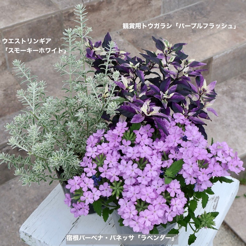 観賞用トウガラシ パープルフラッシュ