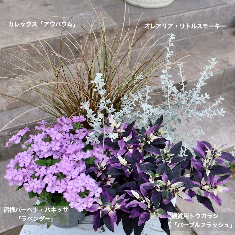 このパープル発色苗が入荷♪観賞用トウガラシ「パープルフラッシュ」1番