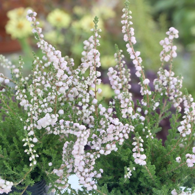 ボリューム満点☆八重咲きカルーナ・ブルガリス?ジュエルドロップス?（3番)