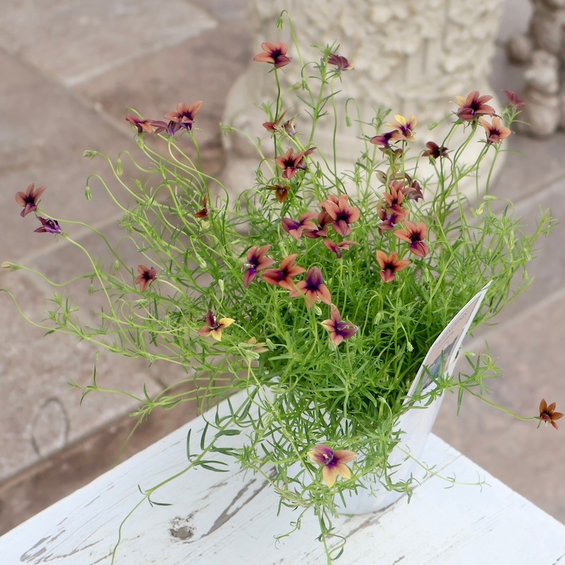 ボリューム満点開花株☆モノプシス・スカブラ(3号ポット)