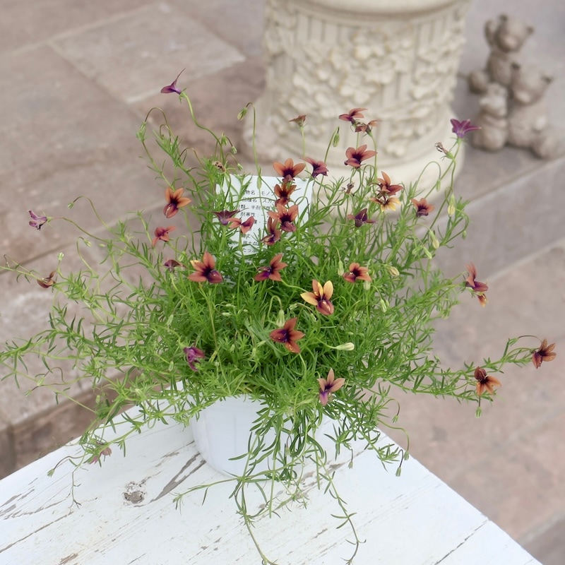 ボリューム満点開花株☆モノプシス・スカブラ(3号ポット)