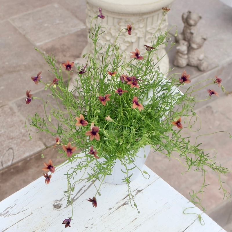 ボリューム満点開花株☆モノプシス・スカブラ(3号ポット)