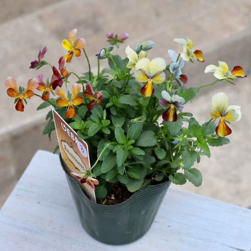 専用 FR72♥ゲブラナガトヨ アマゾネス♥花苗ポットごと発送