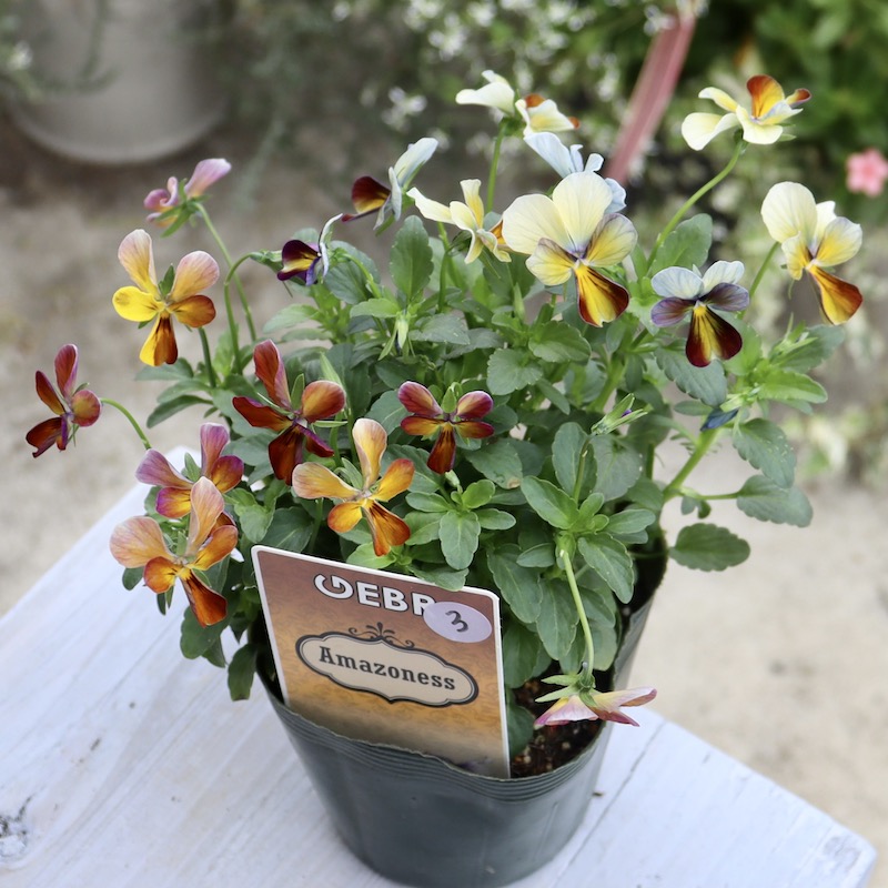 13_000000006403.jpg?1699849133