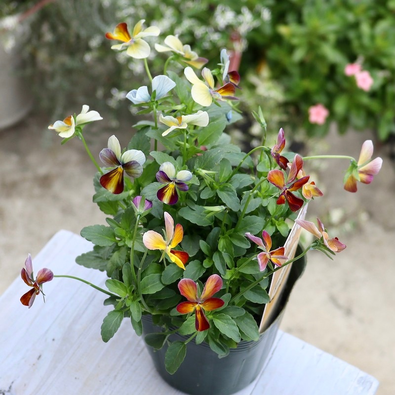 画像の現品!!1点限り☆ゲブラさん育種ビオラの新品種「アマゾネス」3番