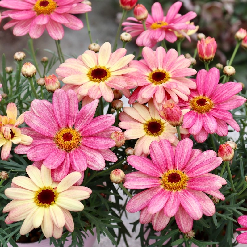 蕾いっぱい♪超良株揃い☆四季咲きマーガレット・スマッシュ「ピーチアイ」