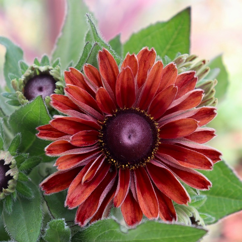 画像の現品!!希少苗☆ルドベキア・キャラメルミックス☆No.30