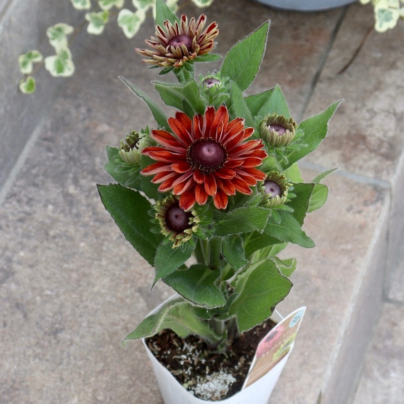 画像の現品!!希少苗☆ルドベキア・キャラメルミックス☆No.30