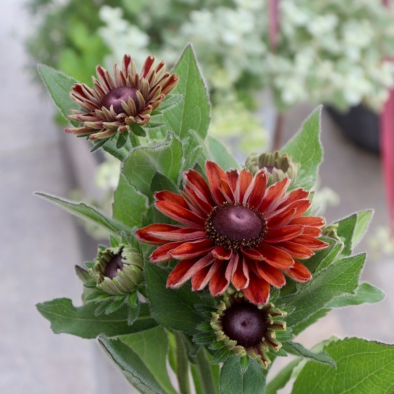 画像の現品!!希少苗☆ルドベキア・キャラメルミックス☆No.30(3.5号ポット)