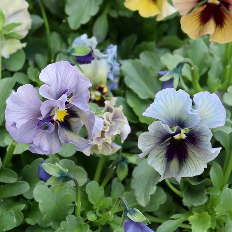 2025年秋-26年春☆石川園芸さんのビオラ「レディ」お色お任せ♪