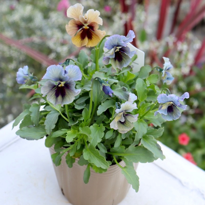 ビオラレディ　b 2025年☆石川園芸さんのビオラ「レディ」お色お任せ♪