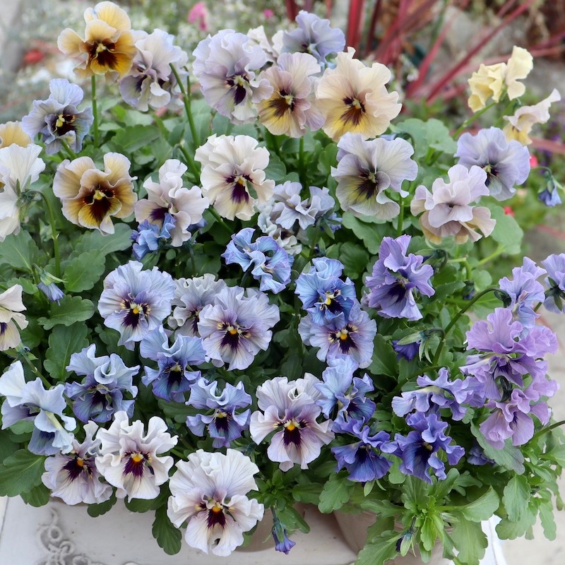 2025年☆石川園芸さんのビオラ「レディ」お色お任せ♪