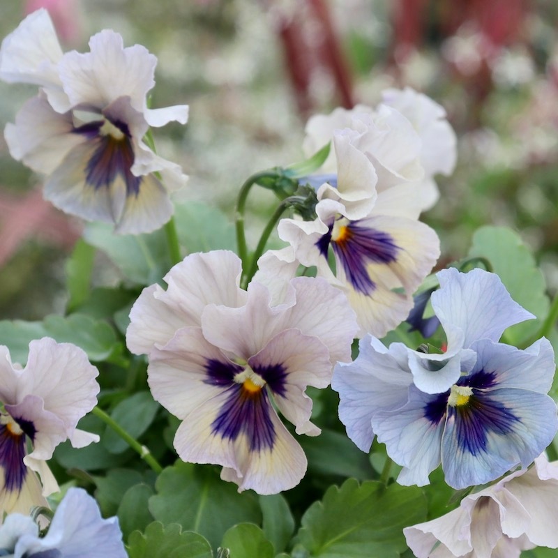 2025年秋-26年春☆石川園芸さんのビオラ「レディ」お色お任せ♪