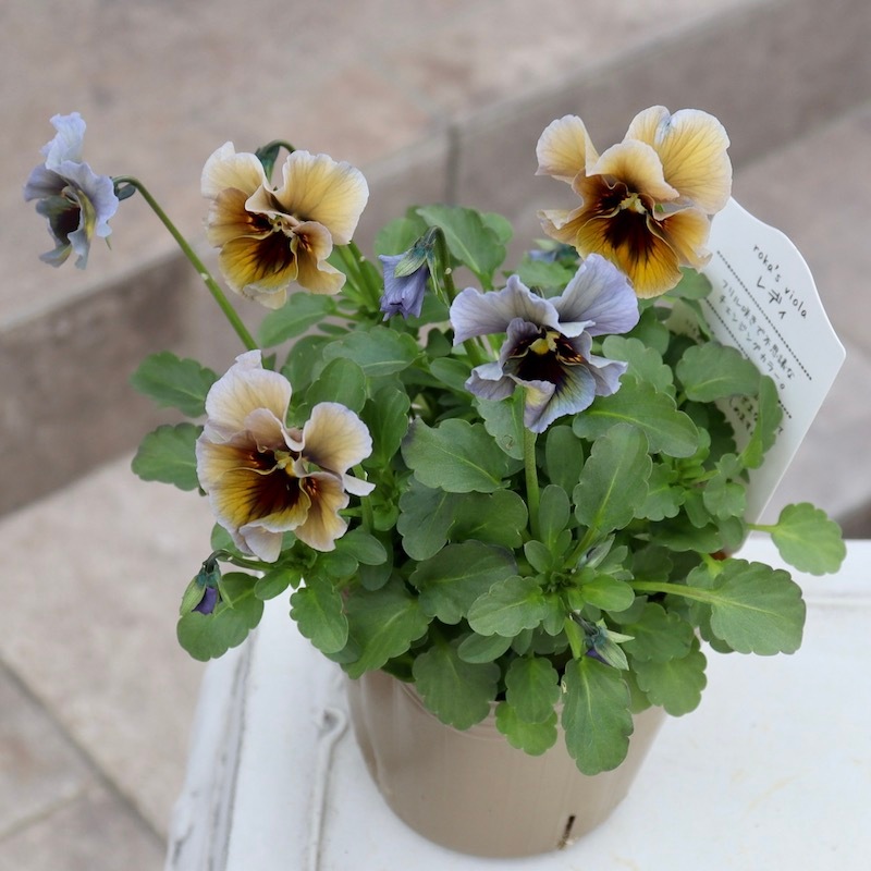 2025年秋-26年春☆石川園芸さんのビオラ「レディ」お色お任せ♪