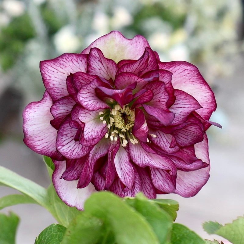 画像の現品☆クリスマスローズ・中輪多弁咲き「グレイス プリマドレス