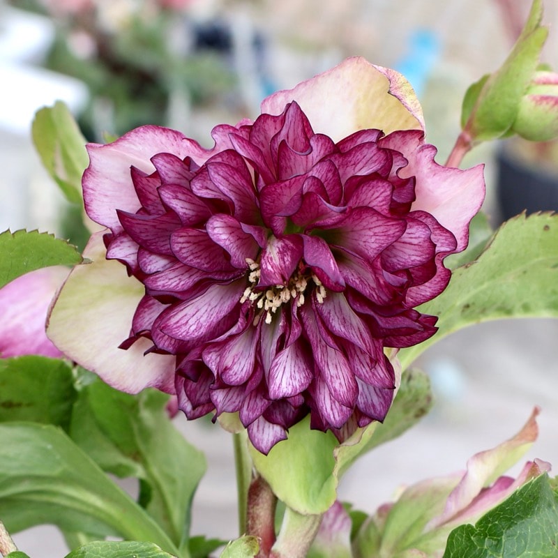 画像の現品☆クリスマスローズ・中輪多弁咲き「グレイス プリマドレス