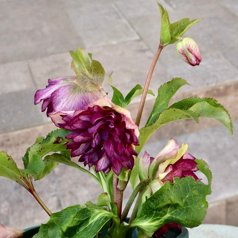 画像の現品☆クリスマスローズ・中輪多弁咲き「グレイス プリマドレス