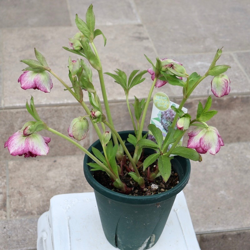 自然開花♪風散歩で3年】現品1点限り☆クリスマスローズ・中輪多弁咲き