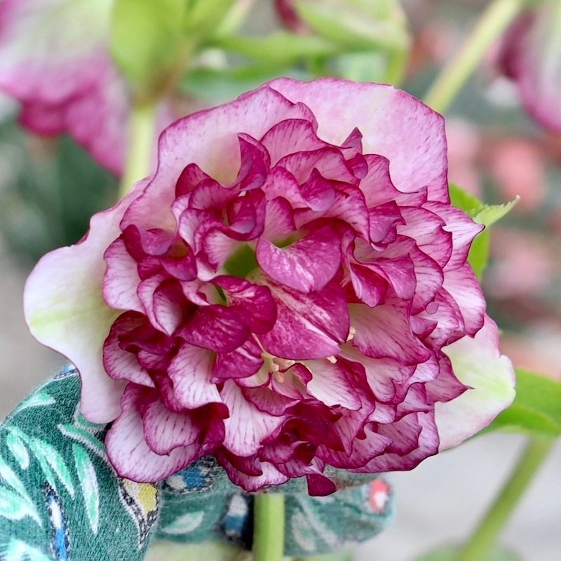 ☘️限定1株未株分☘️998【まるで千重咲き。。SDプリマドレス