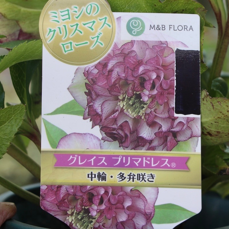 自然開花♪風散歩で3年】現品1点限り☆クリスマスローズ・中輪多弁咲き