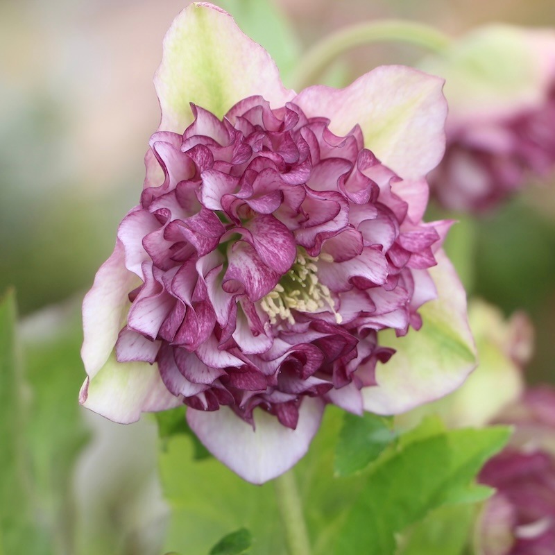 rosemary様 自然開花♪風散歩で3年】現品1点限り☆クリスマスローズ・中輪
