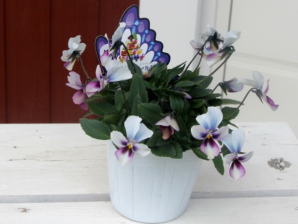 うえたビオラ「パピヨンワールド」48番(3.5号ポット)