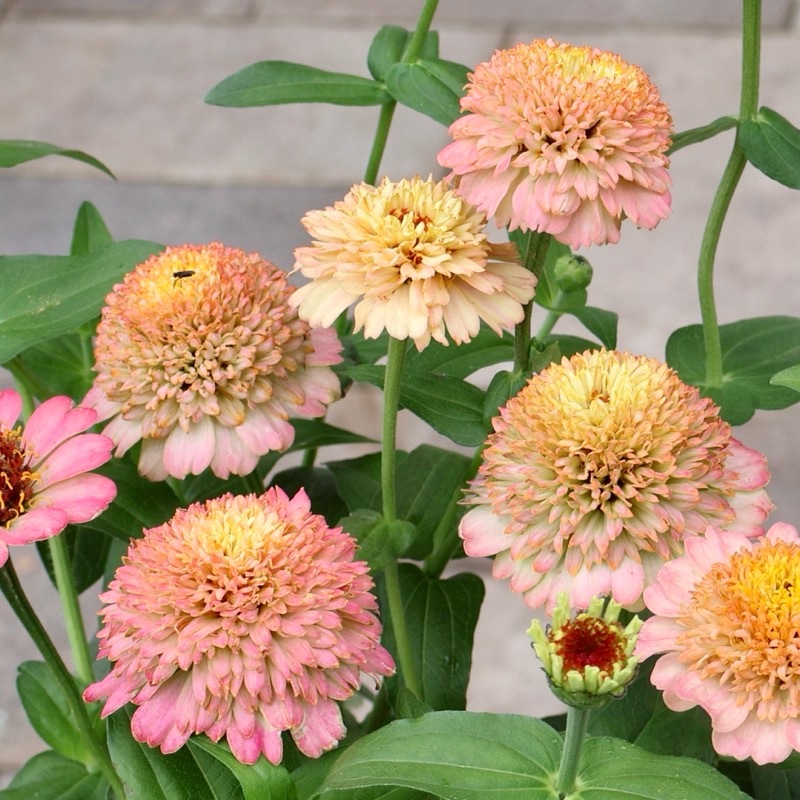 2本植え♪八重咲きジニア・シンデレラ「ピーチ」