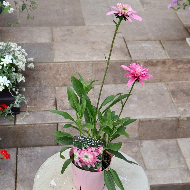 当店で植え替え開花した3.5号苗!!《3枚目までの現品》希少品種☆剛健な