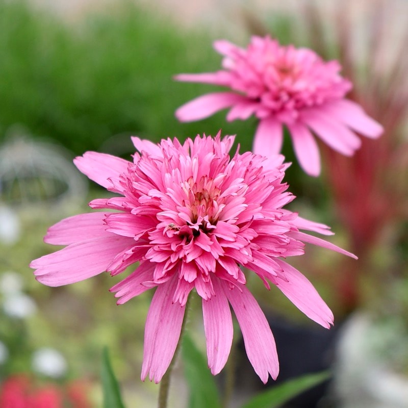 当店で植え替え開花した3.5号苗!!《3枚目までの現品》希少品種☆剛健な