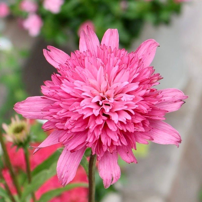 当店で植え替え開花した3.5号苗!!《3枚目までの現品》希少品種☆剛健な