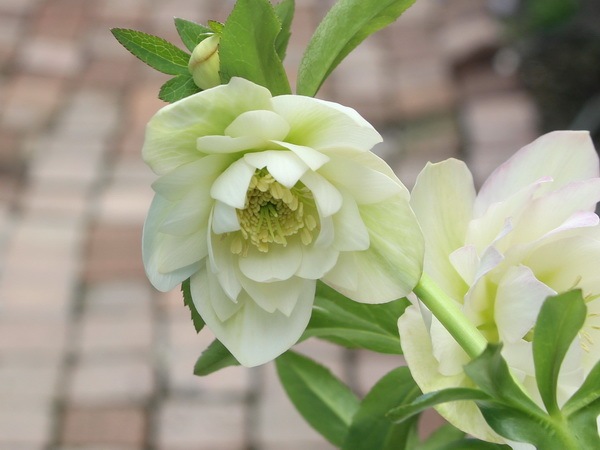 クリアランスセール☆【5.5号ポット】現品☆クリスマスローズ