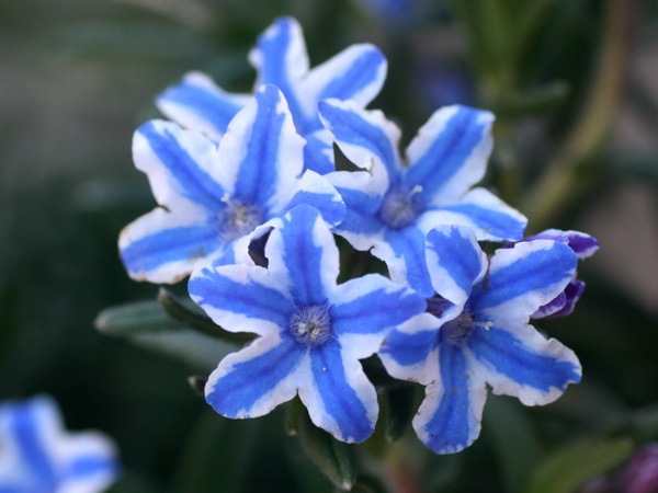 希少色☆リソドラ・スター(ミヤマホタルカズラ）(3.5号ポット)