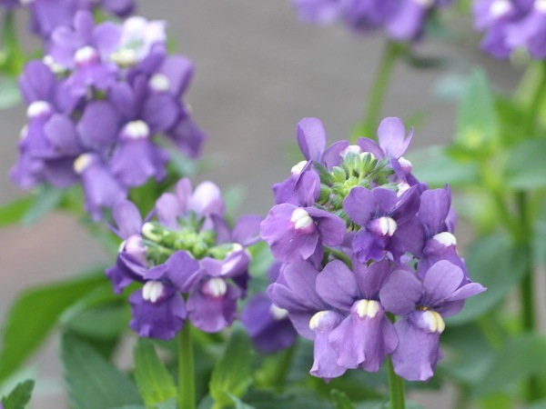 宿根ネメシア・ニモ「ブルー」(大ポット)