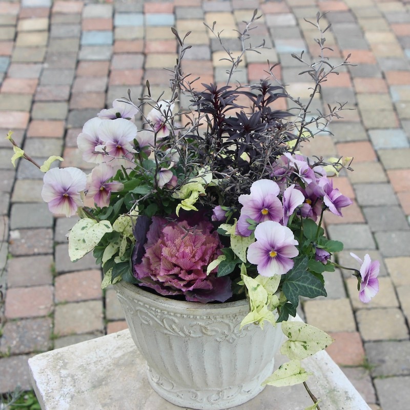 お値打ち1点物☆寄せ植え見本鉢☆大人な椛♪