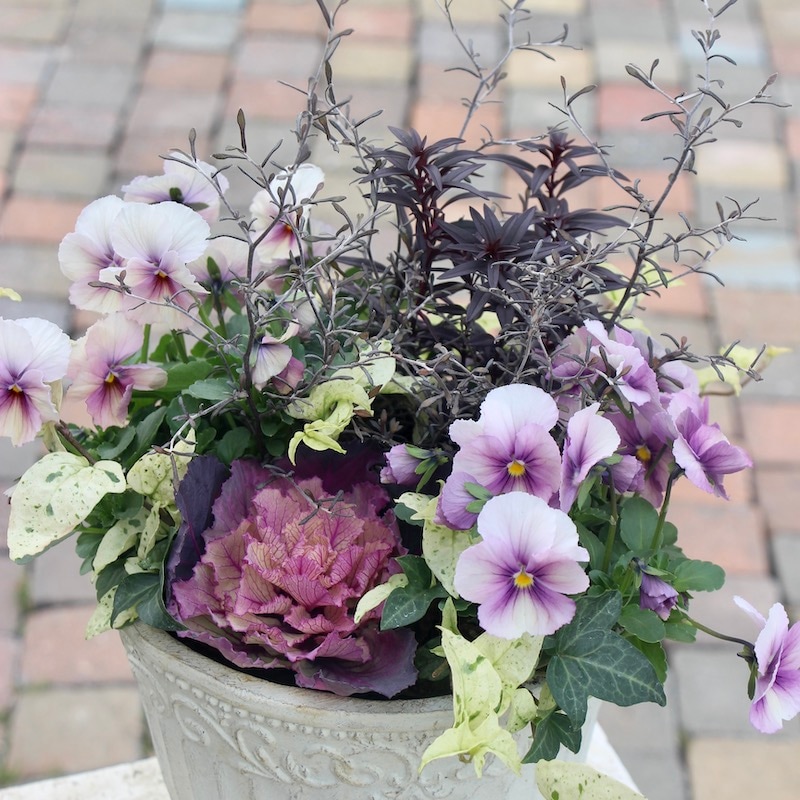 お値打ち1点物☆寄せ植え見本鉢☆大人な椛♪