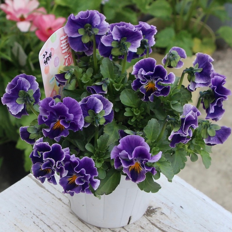 現品1点限り☆花日和さんのフリル咲きビオラ「華あられ」＜22SP-04＞