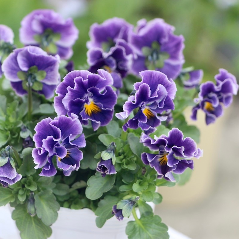 現品1点限り☆花日和さんのフリル咲きビオラ「華あられ」＜22SP-04＞